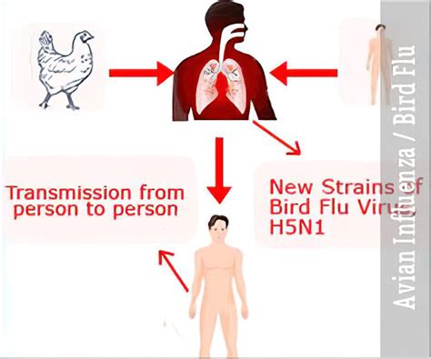 what are the symptoms of the china flu